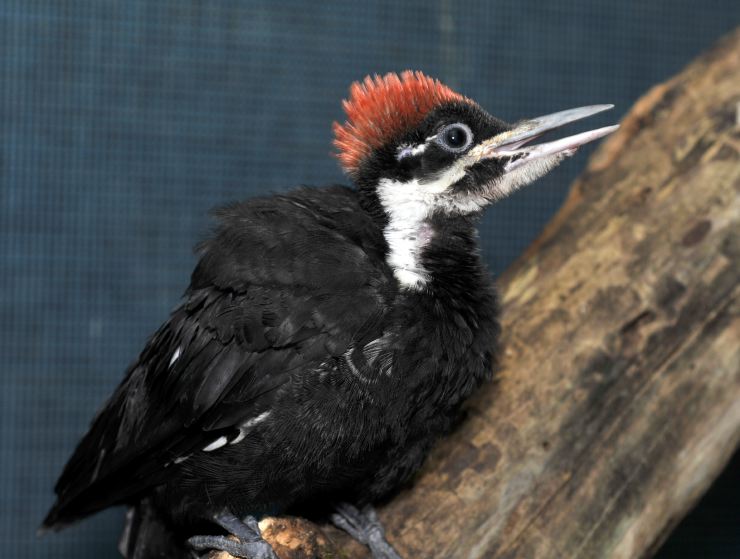 https://alabama-travel.s3.amazonaws.com/partners-uploads/photo/image/5f46c8b5a2897a0008ec2951/Juvenile Pileated Woodpecker.jpg